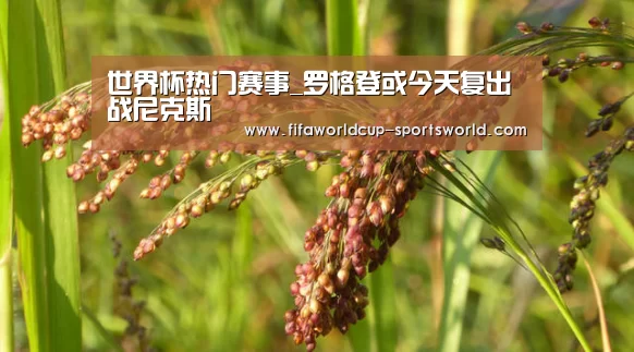 世界杯体育APP